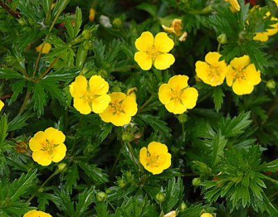 Лекарственное растение - Лапчатка прямостоячая